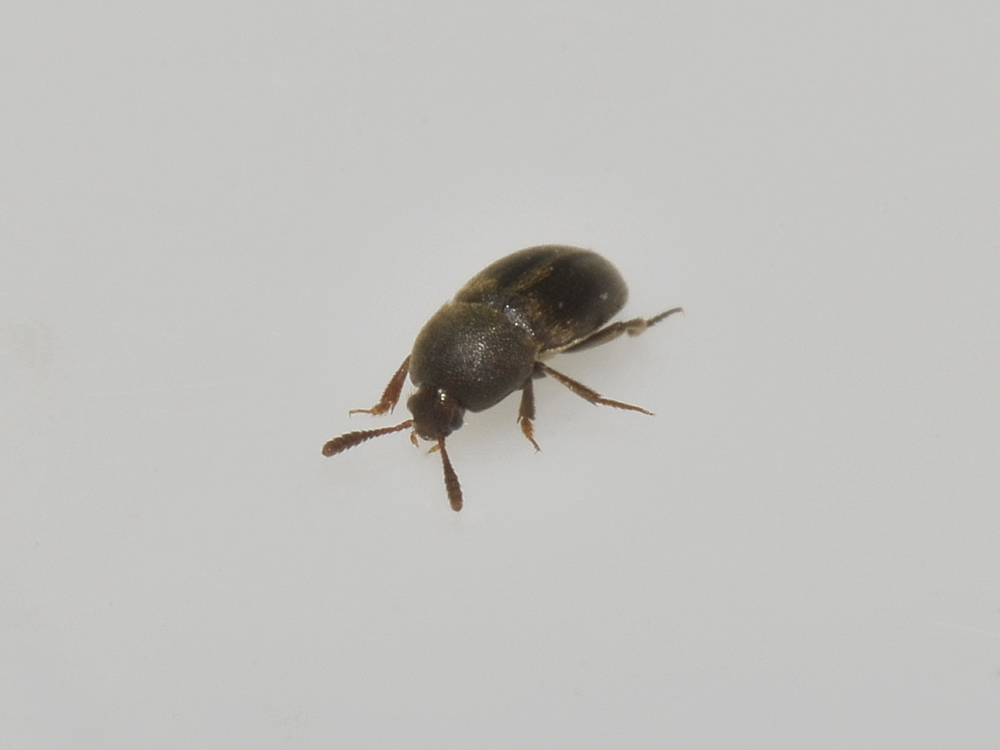 Leiodidae: Colon sp.